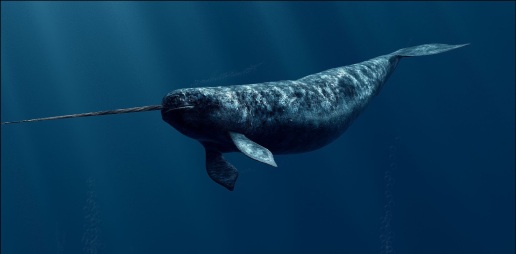 Narwhal 2